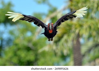 Hornbill Flying