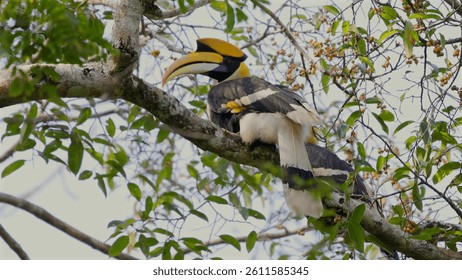 Hornbill perched on tree branch surrounded by green leaves Great Hornbill (Buceros bicornis or great Indian hornbill)