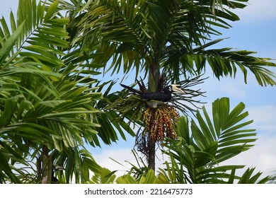 
Hornbill Sitting In A Tree In Malaysia