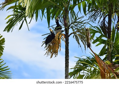 
Hornbill Sitting In A Tree In Malaysia