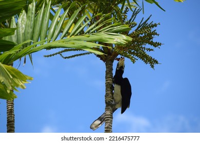 
Hornbill Sitting In A Tree In Malaysia