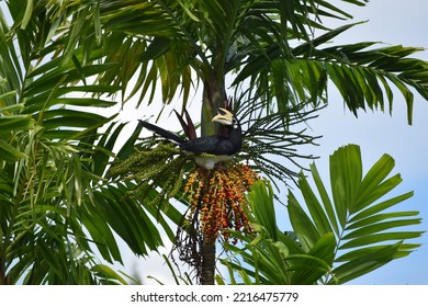 
Hornbill Sitting In A Tree In Malaysia