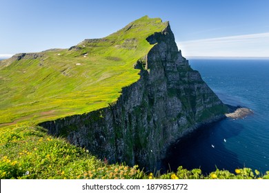 Hornbjarg cliffs in Hornstrandir nature reserve with blossoming flowers, Westfjords, north-east Iceland