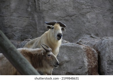 Horned Animal In Budapest Zoo