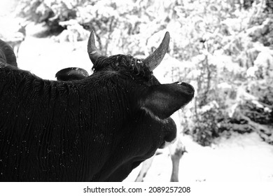 Horned Beef Cow Looking Away Over Winter Snow.