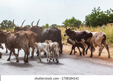 204,105 Herd cows Images, Stock Photos & Vectors | Shutterstock