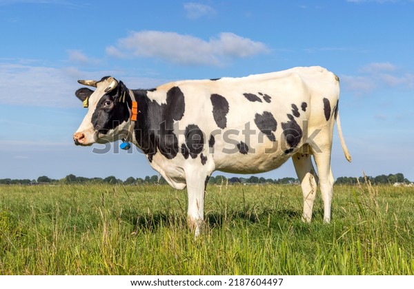 Horned cow standing full length side view,\
milk cattle black and white, standing under a blue sky and horizon\
over land in a field in the Netherlands\
