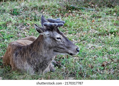 Horned Deer Sitting In Forest