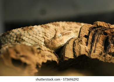 Horned Desert Viper