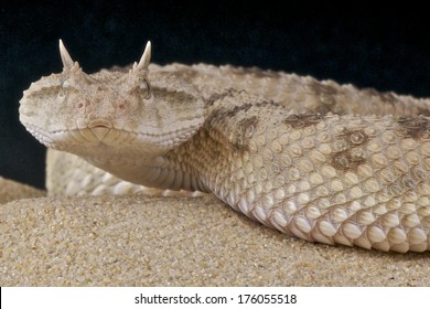 Horned Desert Viper / Cerastes Cerastes