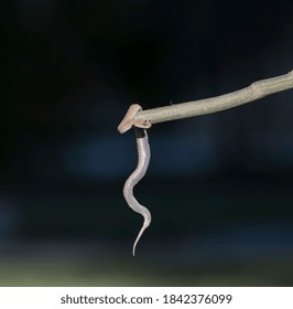 Horned Desert Viper Hanging On Stick