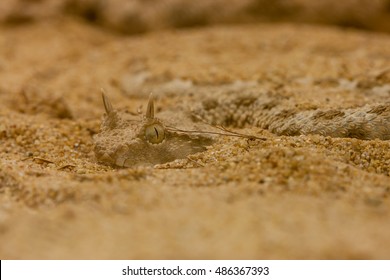 Horned Desert Viper On The Sand.