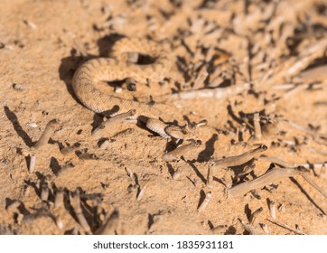 Horned Desert Viper Sitting On Desert Sand