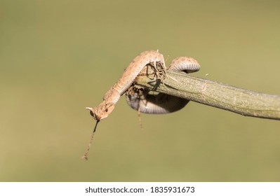 Horned Desert Viper Sitting On Stick