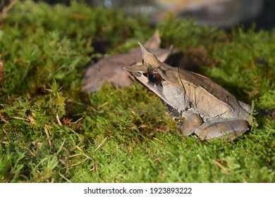 Horned Frog In Tropical Terrarium With Grass Substrate