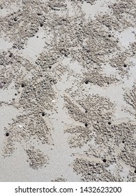 Horned Ghost Crab Horn-eyed Ghost Crab  Ghost Crab Beach Ocypodidae