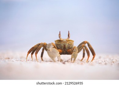 Horned ghost crab on the Maldives beach - perfect macro details