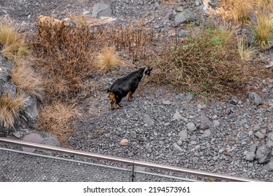 Horned Goat Grazes At The Bottom Of A Canyon In Tenerife, Spain - View From Above. Livestock Eats Dry Grass Growing On Stone Ground