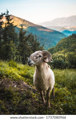 Horned goat on the climb to Monte Adarra in Urnieta, near San Sebastian. Gipuzkoa, Basque Country. Vertical photo