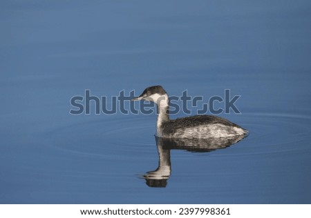 Horned Grebe (nonbreeding) (podiceps auritus) swimming in clear blue water