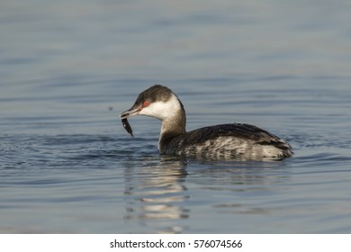 A Horned Grebe (Podiceps auritus) with fish
