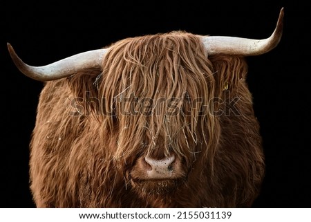 Horned head of a brown Highland Cattle, Bos taurus taurus. Domestic cow looking at camera and isolated on black background.