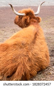 Horned Highland Cow With Wavy Coat At Churchill Island Heritage Farm, Phillip Island, Victoria, Australia. Vertical Image, Focus On The Horns