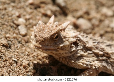 horned (horny) toad