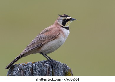 Horned Lark bird perched on wooden post (side profile) with light green background - Shutterstock ID 776786551