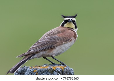 Horned Lark bird perched on wooden post (facing forward) - Shutterstock ID 776786563