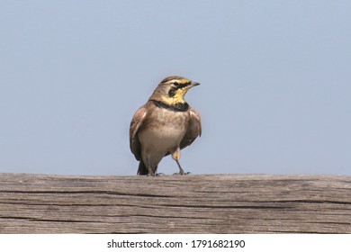 Horned Lark (chondestes grammacus) perched on a log fence - Shutterstock ID 1791682190
