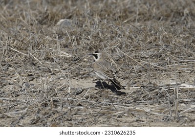 Horned Lark (eremophila alpestris) perched in some dry grass - Shutterstock ID 2310626235