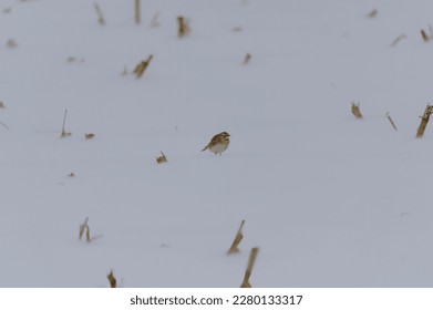 A Horned Lark in a Field covered with snow in Sanilac County, Michigan. - Shutterstock ID 2280133317