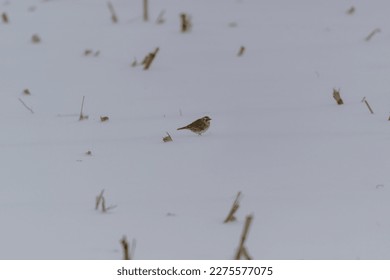 A Horned Lark in a field in Sanilac County, Michigan. - Shutterstock ID 2275577075