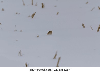 A Horned Lark in a field in Sanilac County, Michigan. - Shutterstock ID 2276558217