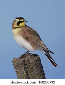 Horned Lark with head turned, on post with clear blue sky background - Shutterstock ID 108288932