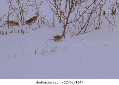 A Horned Lark on the edge of a field in Sanilac County, Michigan. - Shutterstock ID 2276881647