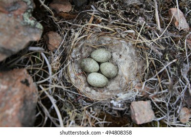 Horned Lark (or shore lark) nest - Shutterstock ID 494808358
