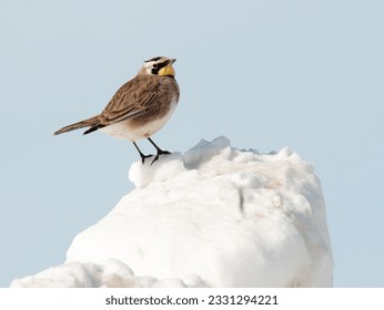 Horned lark perched atop a pile of snow against blue sky background - Shutterstock ID 2331294221