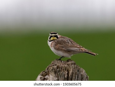 A horned lark perched on a fence post on the Idaho prairie. - Shutterstock ID 1503605675