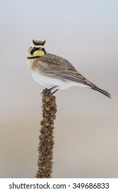 Horned Lark perched on Mullein