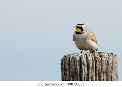Horned lark perched on post at Pawnee Grassland, Colorado.  - Shutterstock ID 198788855