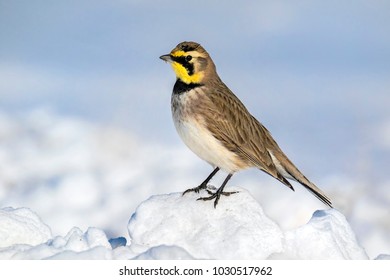 Horned Lark Perched In The Snow - Shutterstock ID 1030517962