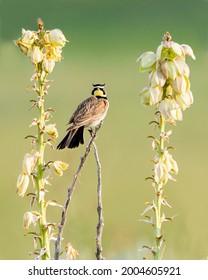 A horned lark perches among yucca plants in Wyoming. - Shutterstock ID 2004605921