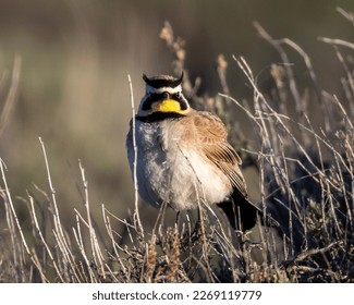 A horned lark perching on top of rabbit brush