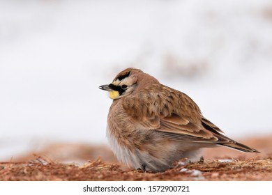 A Horned Lark searches for seeds and other food on a snowy day on the Colorado prairie. - Shutterstock ID 1572900721