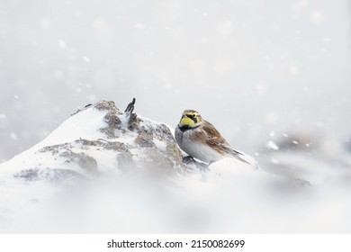 Horned lark or shore lark (Eremophila alpestris) hiding from heavy snowfall.