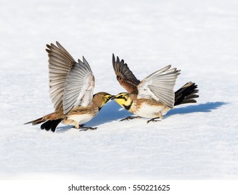 Horned Larks Fighting in Winter - Shutterstock ID 550221625