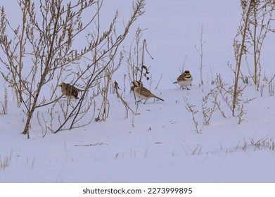 Horned Larks on the edge of a field in Sanilac County, Michigan. - Shutterstock ID 2273999895