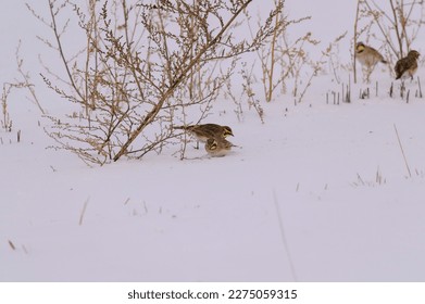 Horned Larks on the edge of a field in Sanilac County, Michigan. - Shutterstock ID 2275059315